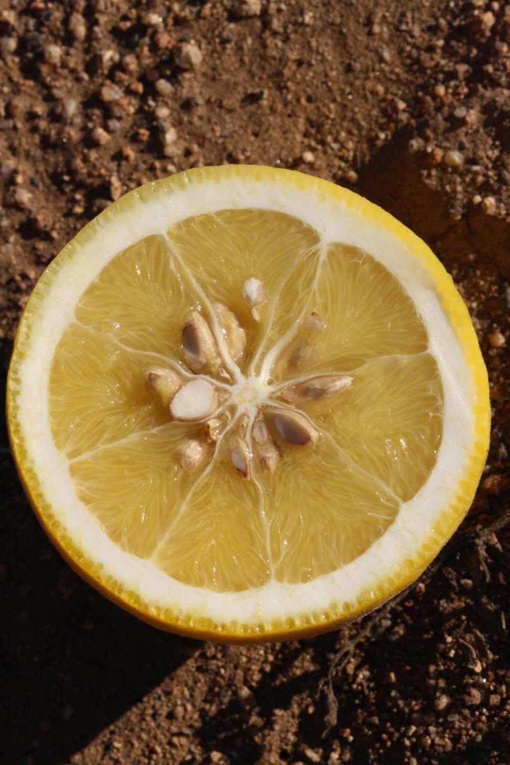              Fruit cross-section (Riverside, CA)       